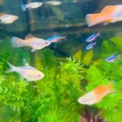 Amazon | テトラ(Tetra) おさかな飼育 ぶくぶくセット SP-17BU