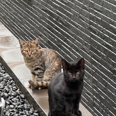 サビトラ・黒　5ヶ月の姉妹 - 猫