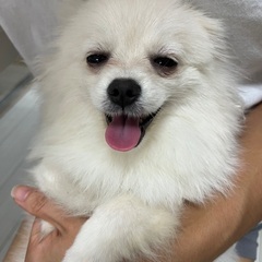 元気で甘えん坊なポメラニアンの男の子 - 犬