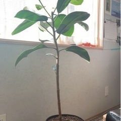 観葉植物　ゴムの木