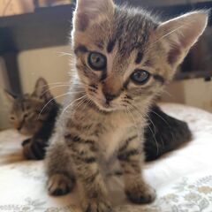 お遊びが大好きで目がクリクリしたキジの子猫です【譲渡されました】