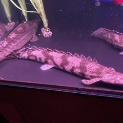 ポリプテルス3匹格安セット