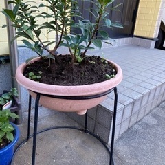 沈丁花［お取引先決定しました］