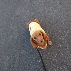 【募集停止中】人が大好き、食べるの大好き女子のあんこちゃん - 犬