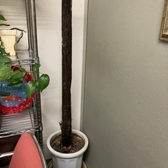 ヘゴ支柱付き植木鉢2個の画像