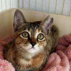 猫同士仲良くできますを可愛い性格です。