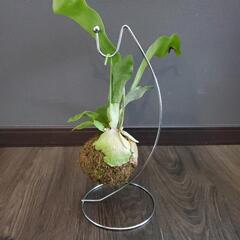 再値下げ❗コウモリラン(ビカクシダ)苔玉の画像