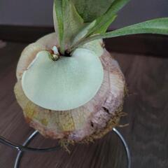 再値下げ❗コウモリラン(ビカクシダ)苔玉の画像