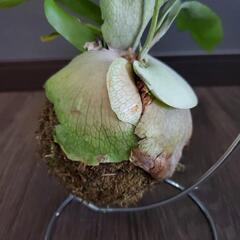 再値下げ❗コウモリラン(ビカクシダ)苔玉の画像