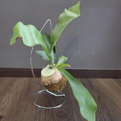 再値下げ❗コウモリラン(ビカクシダ)苔玉の画像