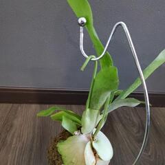 再値下げ❗コウモリラン(ビカクシダ)苔玉の画像