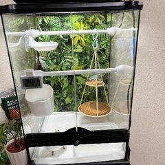 早い者勝ちイエアメガエル2匹とカエル飼育セットの画像