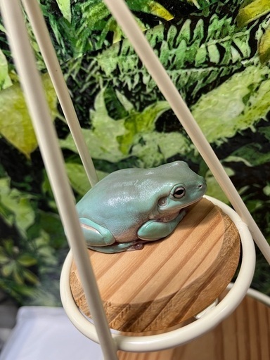 早い者勝ちイエアメガエル2匹とカエル飼育セット (きょん