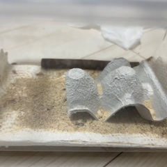 ヨーロッパイエコオロギ（イエコ）　30〜40匹