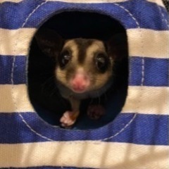 フクロモモンガ