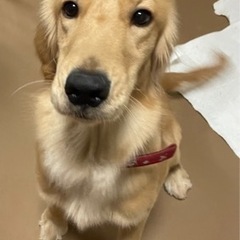 ゴールデンレトリーバー元気いっぱいヤンチャな　ルリちゃん