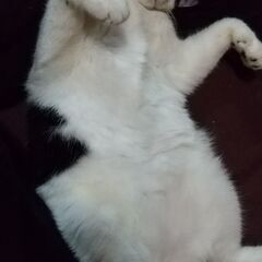 うちの猫と遊びたい人 - 京都市