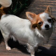 ロングコートチワワ　メス　５才
