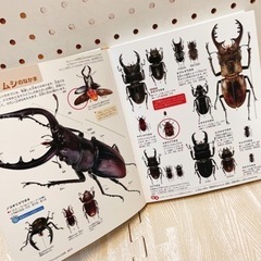 昆虫図鑑 の画像