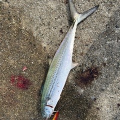 （釣り仲間）ジギング仲間がいないので募集します