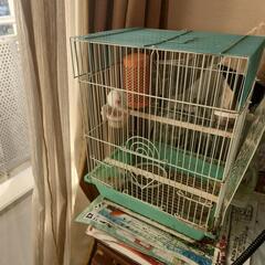 白文鳥