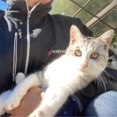 かわいいグレー白の男の子、子猫、急募！