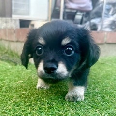 【飼い主様決まりました】チワックスの男の子🪄