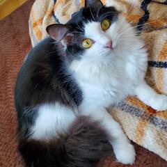 【家族がきまりました】♡スリスリ甘え上手  美人猫♡1歳♡