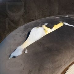 【引取限定】ノーチェ（NOCE）ソファBEANS 3人掛けの画像