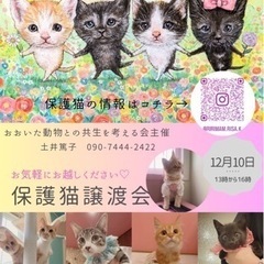 🌷🐈🐈‍⬛　猫さんの譲渡会　🐈‍⬛🐈🌷