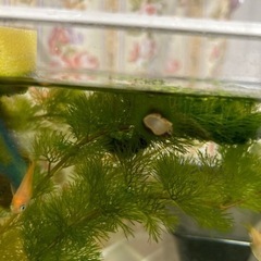 皇帝楊貴妃メダカ♡10匹の画像