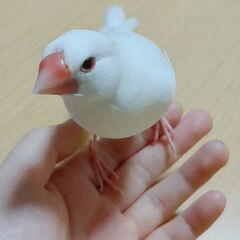 白文鳥  手乗り 1歳