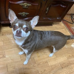家族に迎えてくださる方を探しています - 犬