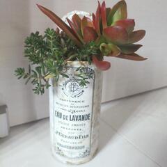 多肉植物