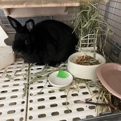 ミニウサギ