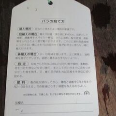 バラ苗　ツル　アイスバーグ　接ぎ木苗　抜き苗で提供させて下さい。　手渡しのみでお願いします。の画像