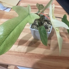 格安斑入り観葉植物植物　