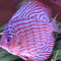 ディスカス稚魚５匹セット＋オマケ１匹①の画像