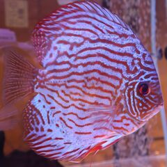 ディスカス稚魚５匹セット＋オマケ１匹①の画像