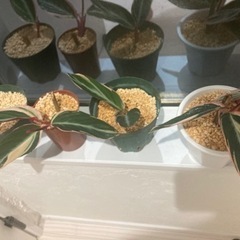 格安斑入り観葉植物植物　の画像
