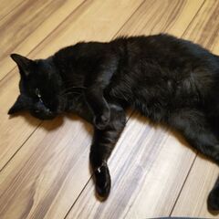 少し臆病な優しい甘えん坊です。 - 猫
