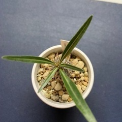 パキポディウム　グラキリス　多肉植物　塊根植物の画像