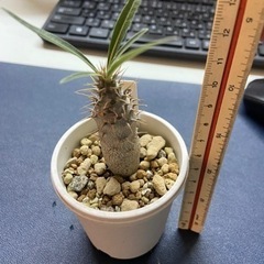 パキポディウム　グラキリス　多肉植物　塊根植物の画像