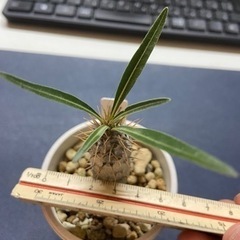 パキポディウム　グラキリス　多肉植物　塊根植物の画像