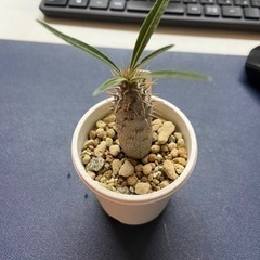 パキポディウム　グラキリス　多肉植物　塊根植物