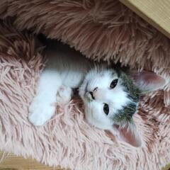 元気な白キジくん