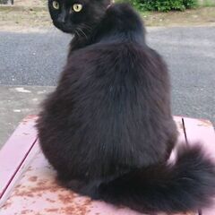 【黒猫くー♀を探しています】 - 手伝って/助けて
