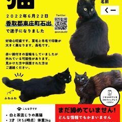 【黒猫くー♀を探しています】の画像