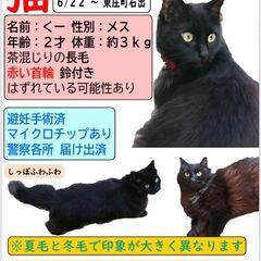【黒猫くー♀を探しています】 - 香取郡