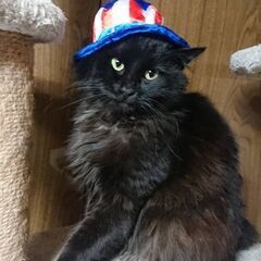 【黒猫くー♀を探しています】 - 助け合い